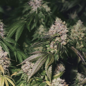 Bubblegum CBD Seeds Feminized