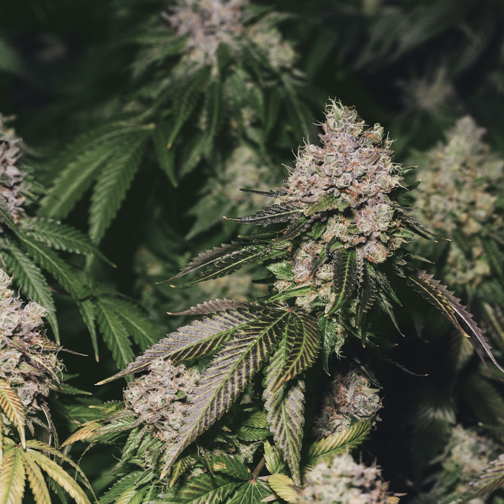 BUBBLEGUM-SEEDS-CBD-FEMINIZED Bubblegum CBD Seeds Feminized