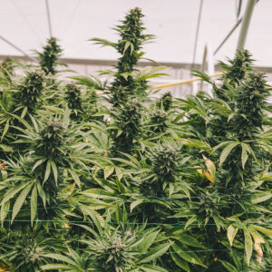 Canna Gelato Feminized CBD Seeds