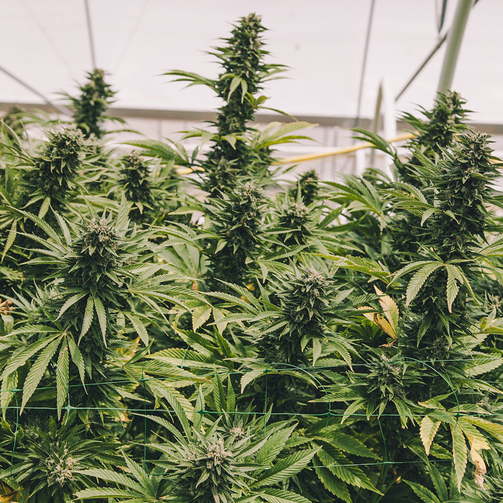 CANNA-GELATO-FEM-CBD-SEEDS Canna Gelato Feminized CBD Seeds