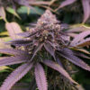 CBD Blueberry Seeds | Genetics Master