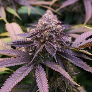 CBD Blueberry Seeds | Genetics Master