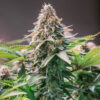 CBD Bubblegum Seeds | Genetics Master
