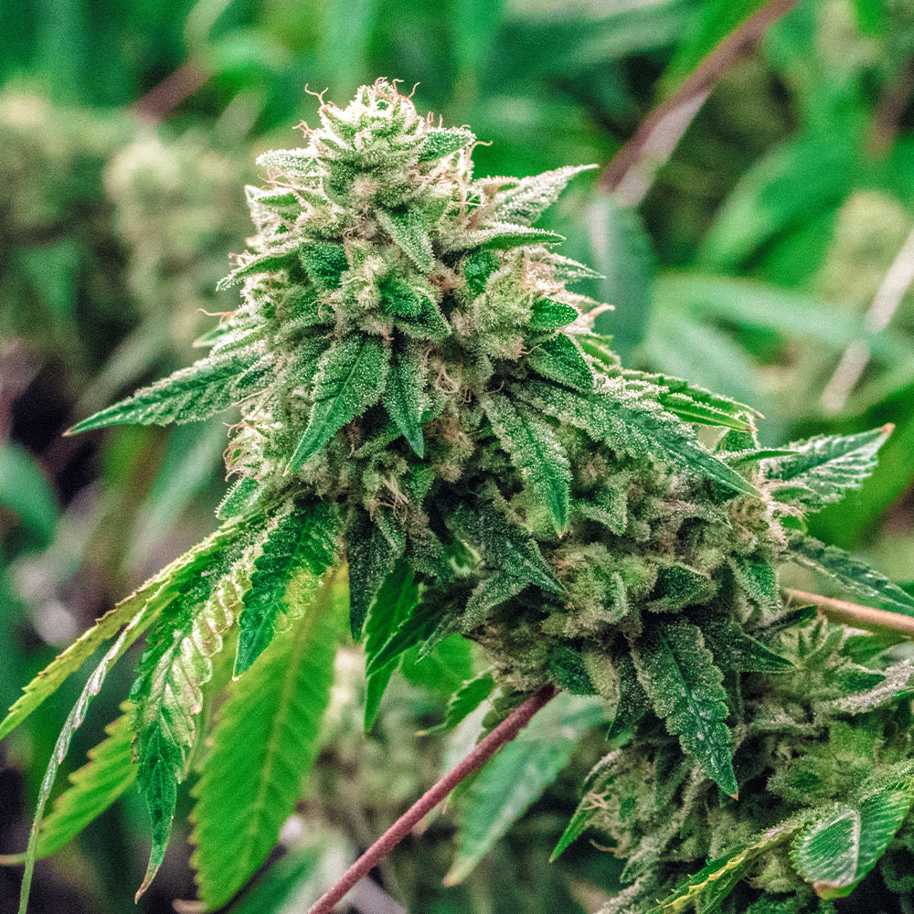 CBD Cream Cookies geneticsmaster seeds CBD Cream Cookies | Genetics Master Seeds