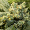 CBD GM Orange Sherbet Seeds | Genetics Master