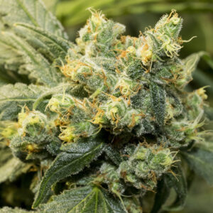 CBD GM Orange Sherbet Seeds | Genetics Master