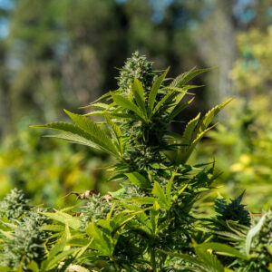CBG GM Seeds Feminized