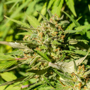Fenopure CBD Seeds Feminized | Genetics Master