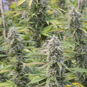 OG Kush CBD Seeds