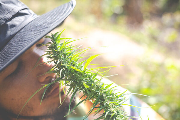 Benefits of CBG vs CBD