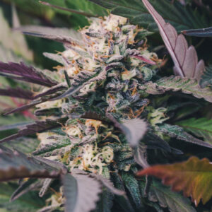 Blueberry CBD Seeds