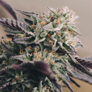 Blueberry CBD Seeds | Feminized Cannabis Seeds
