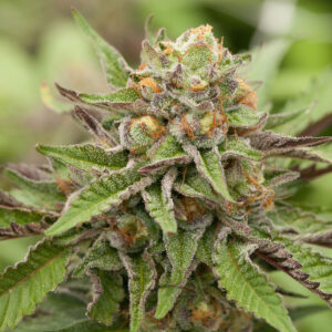 Bubblegum CBD Seeds