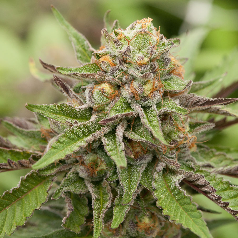 bubblegum-seeds-cbd Bubblegum CBD Seeds