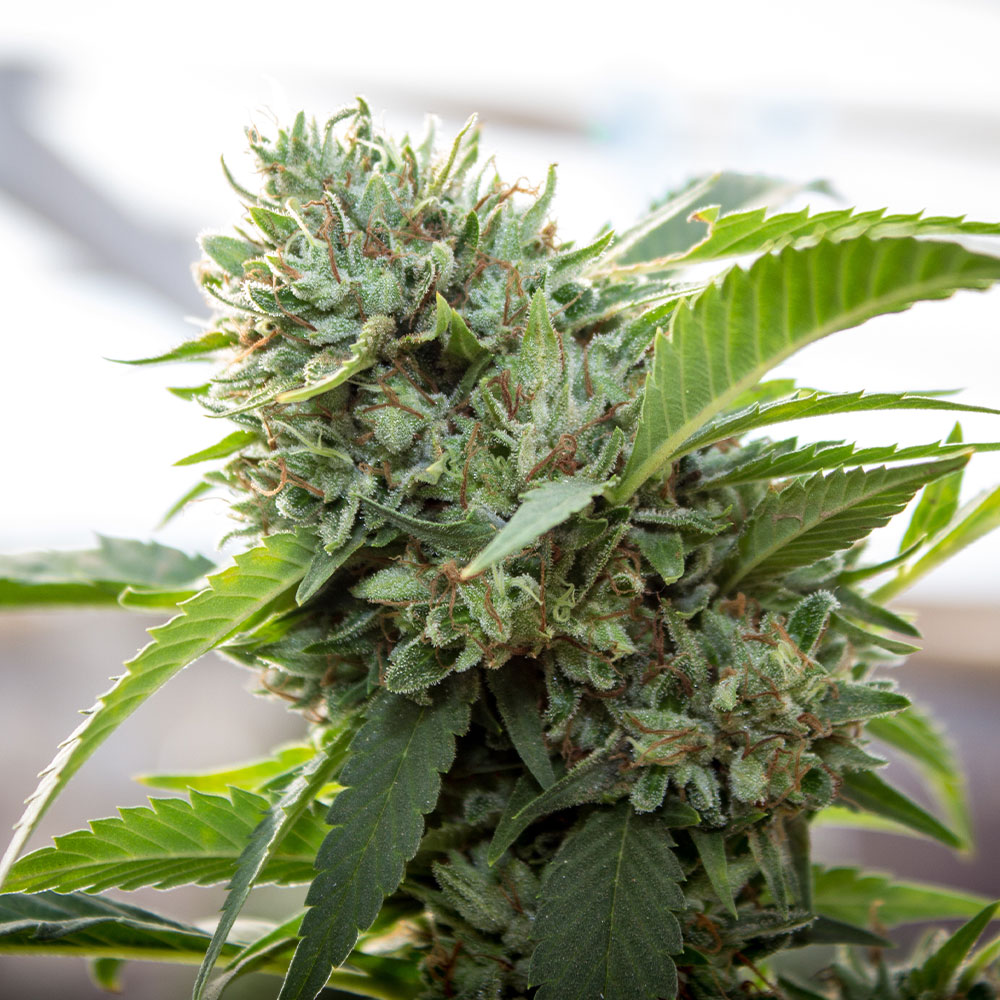 canna-gelato-cbd-seeds-gm Canna Gelato CBD Seeds | Genetics Master