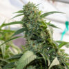 CBD Canna Gelato Seeds | Genetics Master