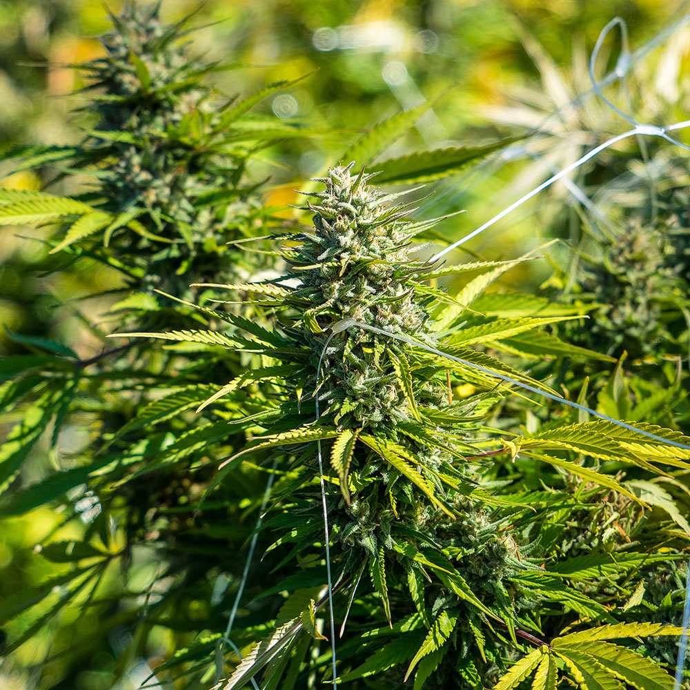 cbd-cream-cookies-seeds-gm CBD Cream Cookies Seeds | Genetics Master