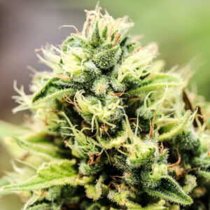 Lemon Haze CBD Cannabis Seeds | Genetics Master