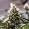 CBD Lemon Haze Seeds | Genetics Master