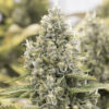 CBD OG Kush Seeds | Genetics Master