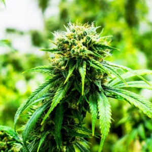 Orange Sherbet CBD Seeds