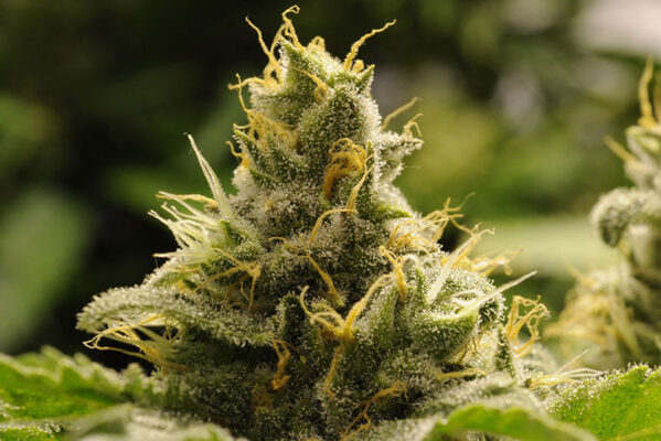 CBD Strains for Greenhouse Cultivation