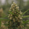CBD V-Tonic Seeds | Genetics Master