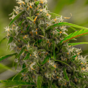 CBD V-Tonic Seeds Feminized