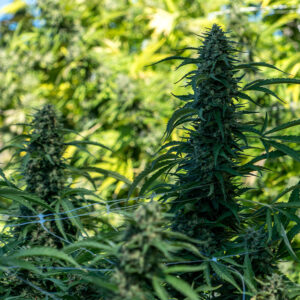 CBD V-Tonic Seeds Feminized