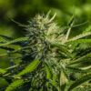 CBG GM Seeds | Genetics Master
