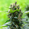 CBG Critical Mass Cannabis Seeds | Genetics Master Seeds