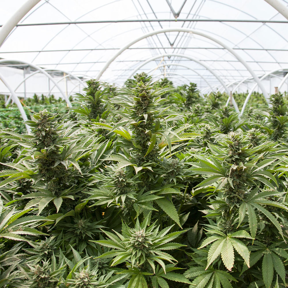 cbg-critical-mass-seeds-feminized CBG Critical Mass Feminized Cannabis Seeds | Genetics Master