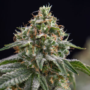 CBG Critical Mass Feminized Cannabis Seeds