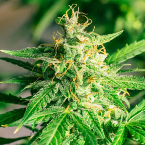 CBG Fenopure Cannabis Seeds | Genetics Master