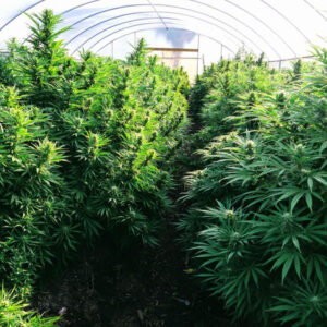 Cherry Blossom CBD Feminized Seeds