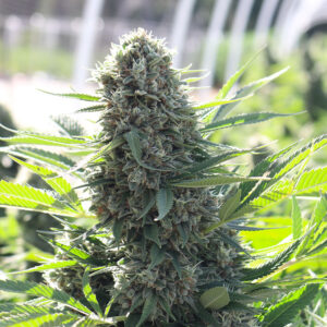 Cherry Blossom CBD Seeds Feminized