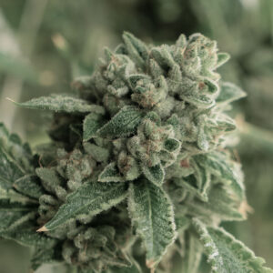 Cherry Blossom CBD Seeds Feminized