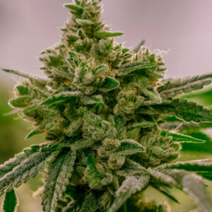Cream Cookies CBD Seeds