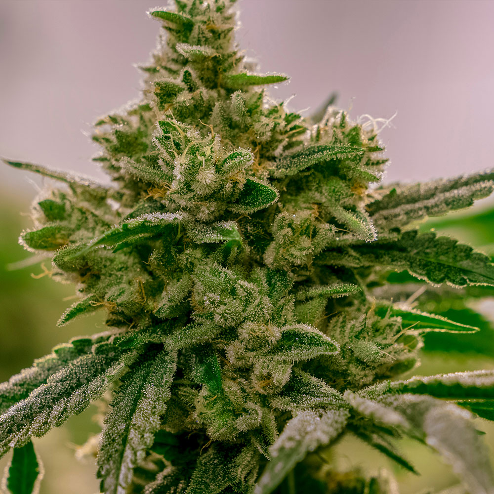 cream-cookies-cbd-seeds Cream Cookies CBD Seeds