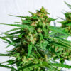 Fenopure CBG Seeds | Genetics Master
