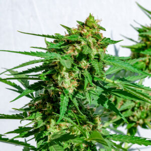 Fenopure CBG Seeds | Genetics Master