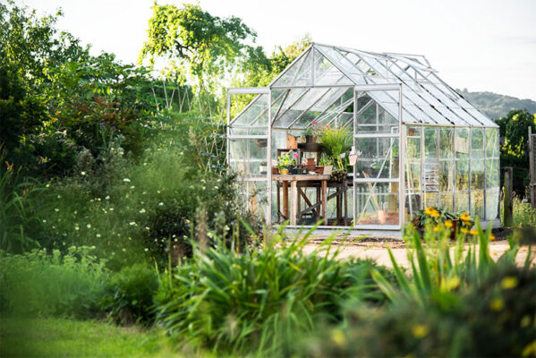 Growing CBD Hemp in a Greenhouse