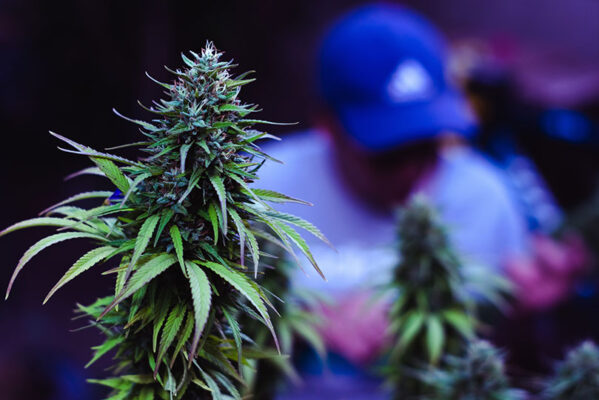 Growing CBG Cannabis Indoors