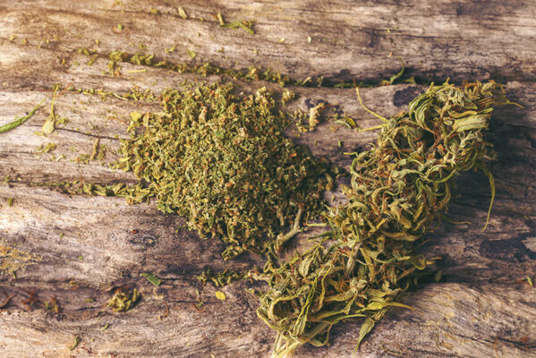 Growing CBG Cannabis Indoors - Drying CBG-rich Buds