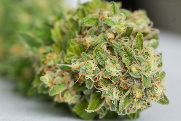 Growing CBG cannabis outdoors - Harvesting