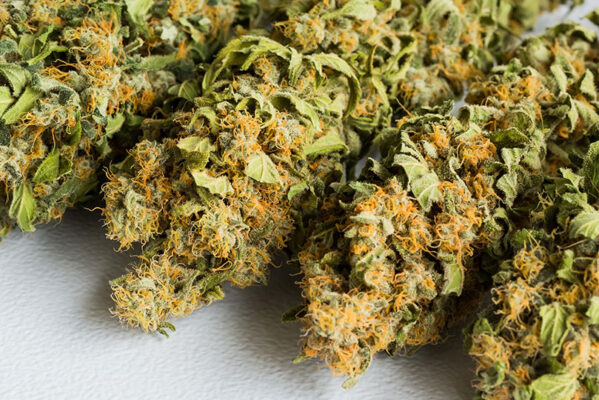 How to Grow CBD Flower at Home - Harvest
