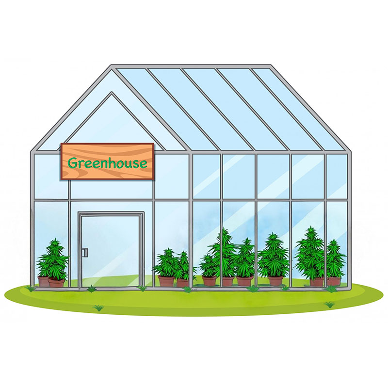 How to Grow CBD Hemp in a Greenhouse: A Complete Guide