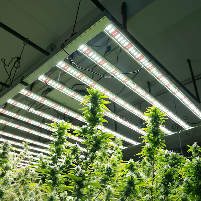 How to Grow CBG Cannabis Indoors: Tips for CBG-Rich Flower