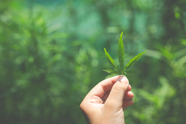 How to grow CBG cannabis outdoors?