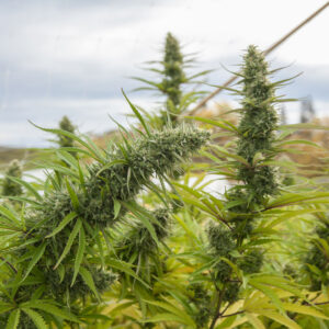 Lemon Haze CBD Seeds | Genetics Master